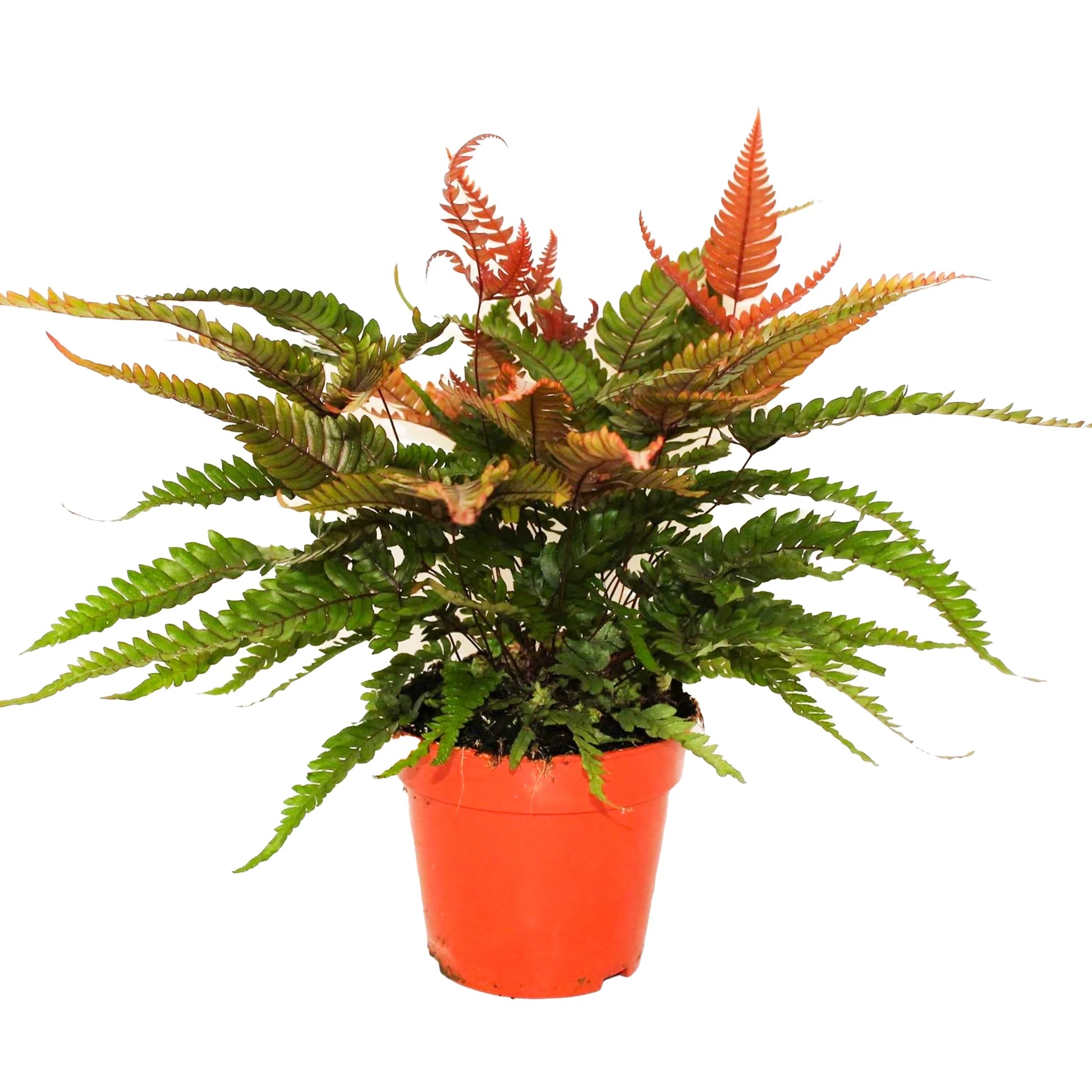 MultiColour Fern for Planting heirloom & Non GMO Seeds Seasonal Bloomer
Sale
