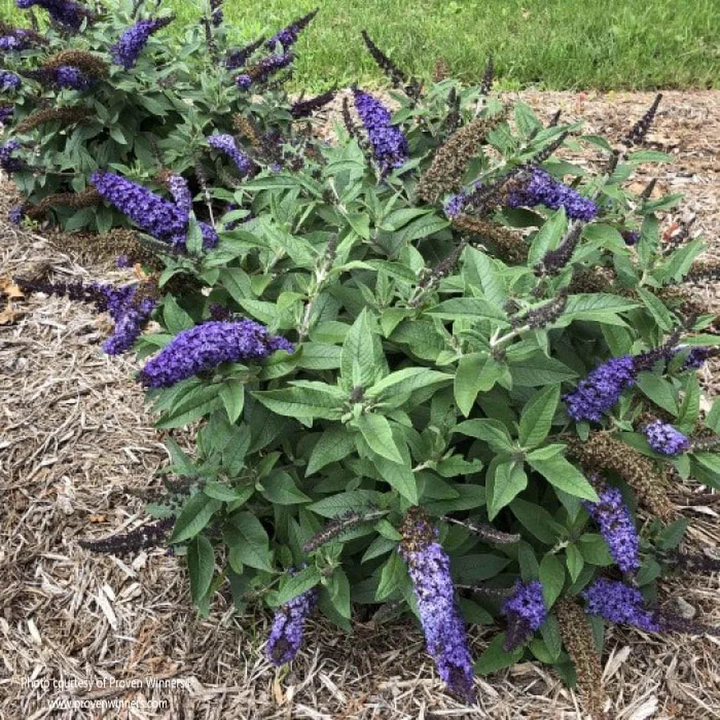 Bush Buddleia Flower seeds for Planting - Shade Tolerant, Heirloom & GMO Free Seeds for Home Garden