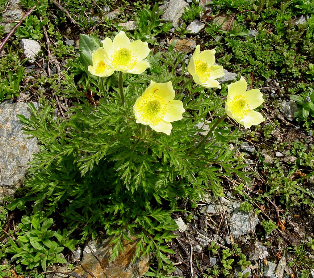 Yellow (Yellow Perennial) seeds for planting in home garden
