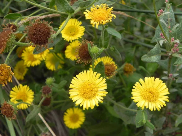 Enula Asteraceae Flower seeds for Planting - Colorful Display, Heirloom & GMO Free Seeds for Home Garden