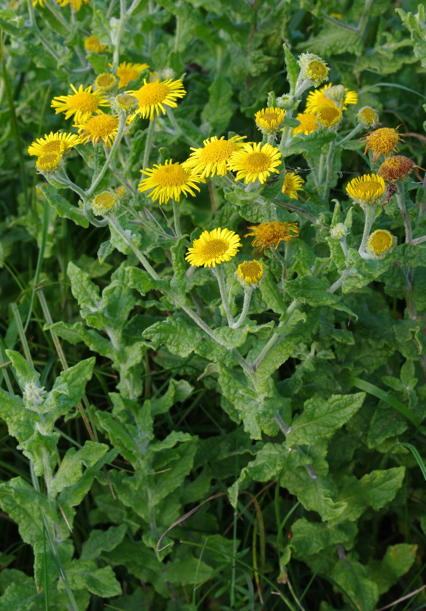 Enula Asteraceae Flower seeds for Planting - Colorful Display, Heirloom & GMO Free Seeds for Home Garden