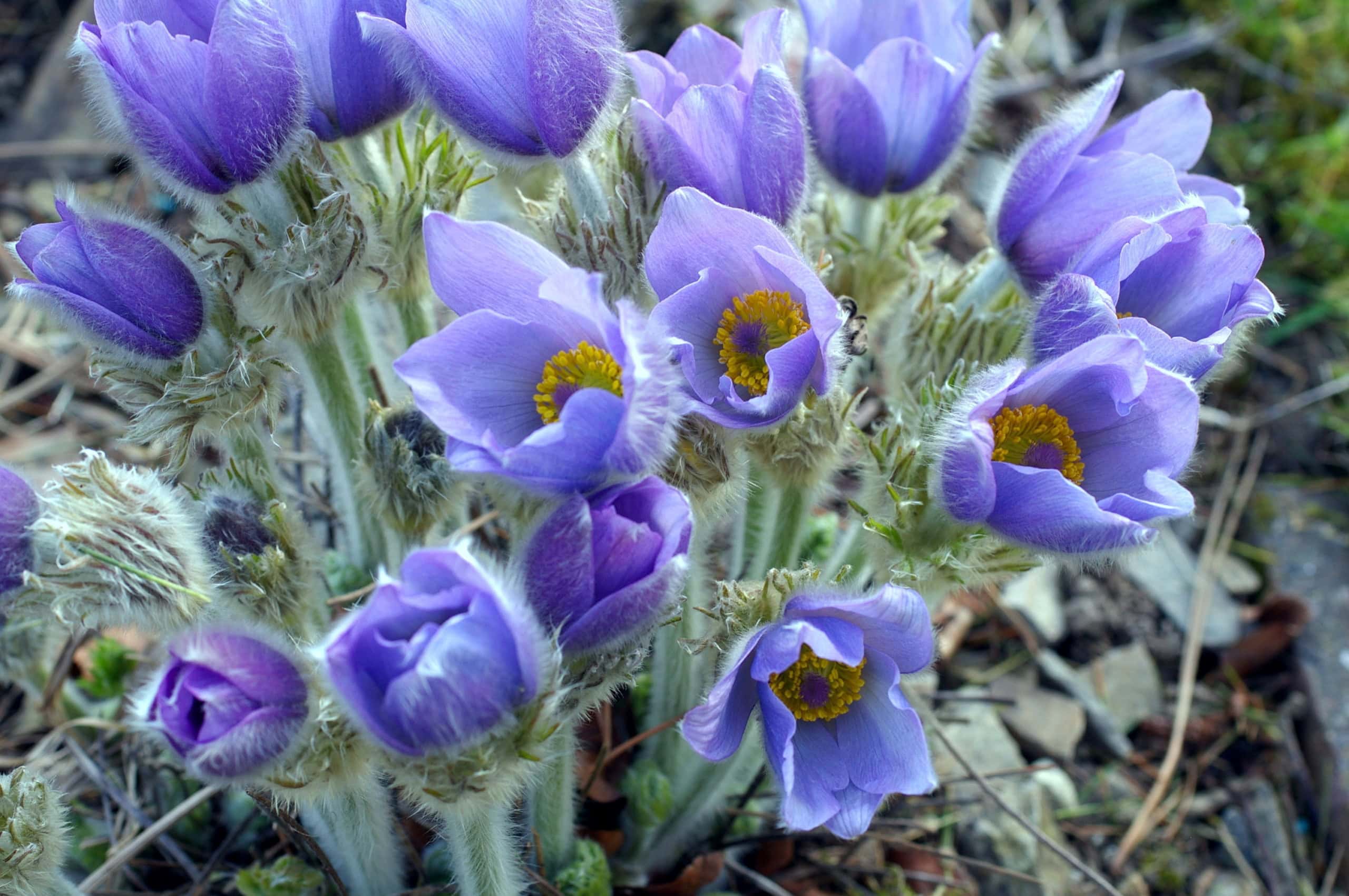 Sky Blue Anemone Pulsatilla Flower Seeds for Planting Cottage Garden Essential Heirloom & GMO Free Seeds for Home Garden
Sale