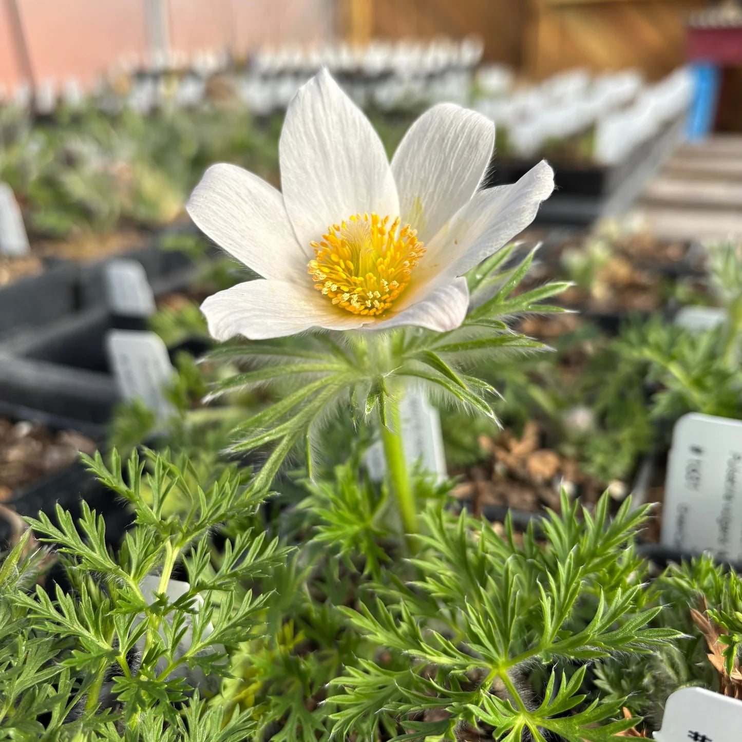 White Pasque Flower for Planting Seeds for Elegant White Blossoms and Lush Garden Growth