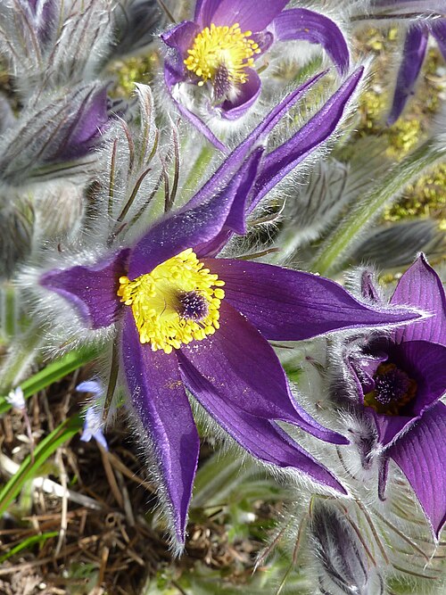 Violet Pulsatilla Flower seeds for Planting - Drought Tolerant, Heirloom & GMO Free Seeds for Home Garden