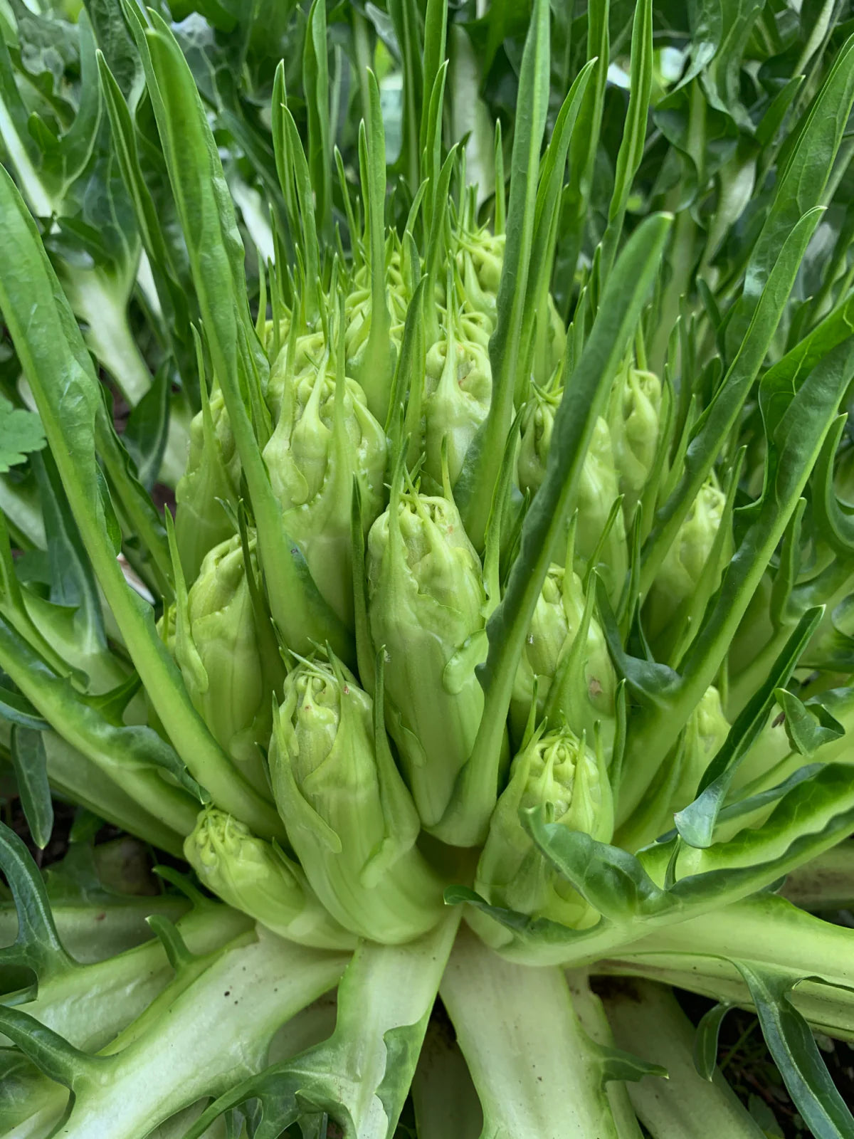 Puntarelle Flower seeds blooming in flower beds, containers, borders, and pollinator-friendly gardens