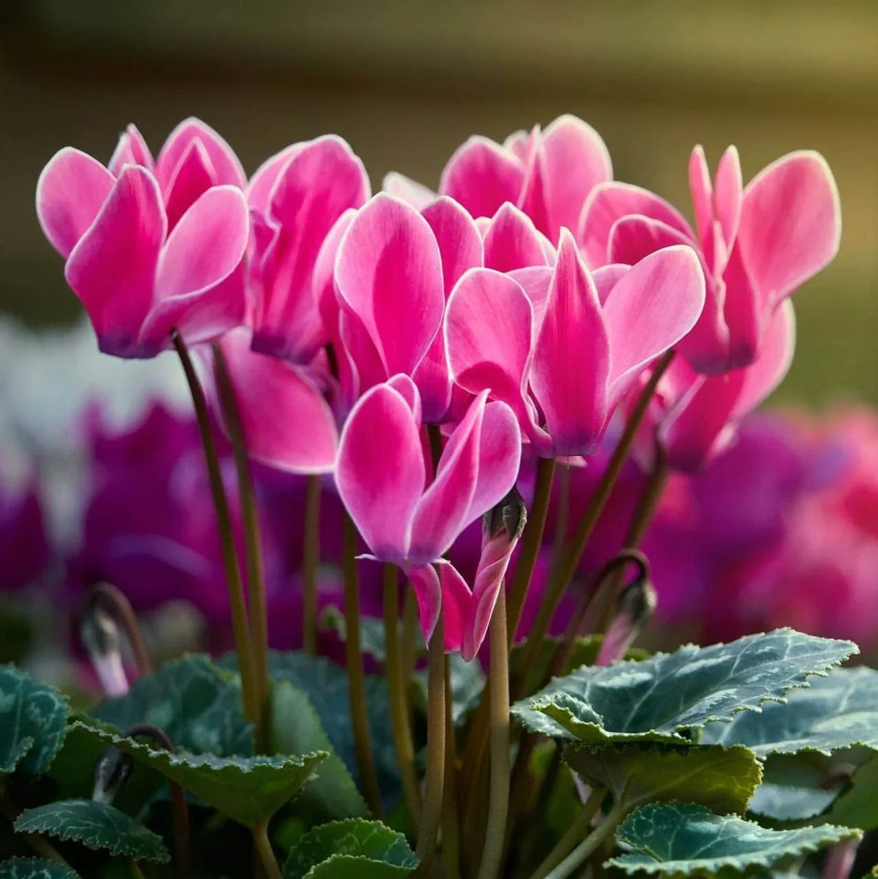 Cyclamen Violet Flower Seeds Planting