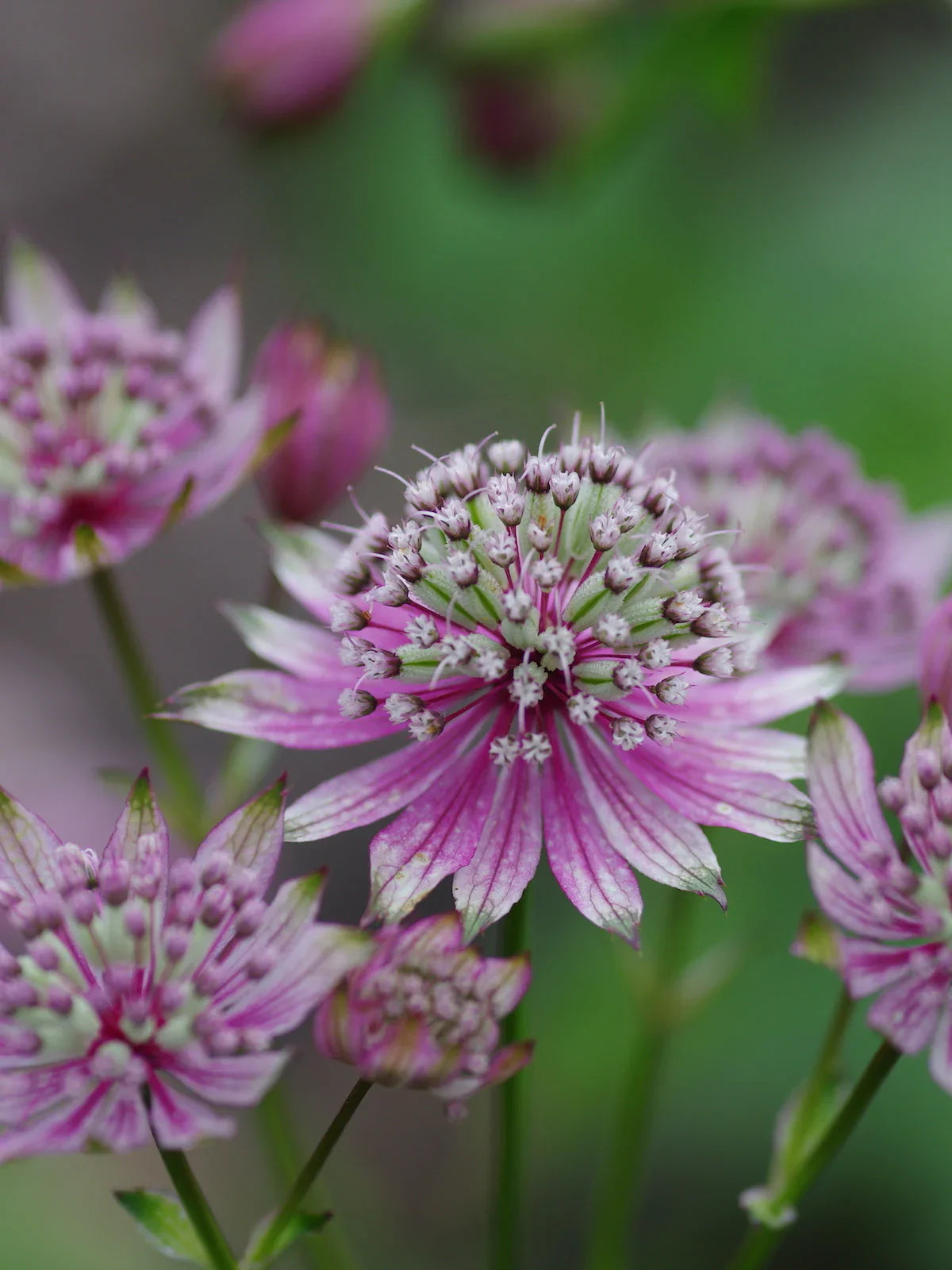 Purple Astrantia flowers used in floral arrangements