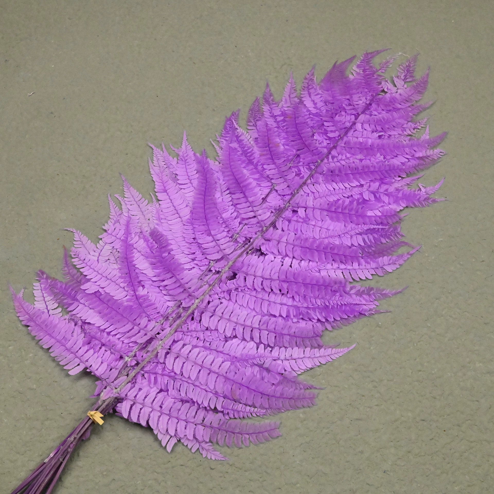 Light Violet Fern Pteridophyta Seeds for Planting Cottage Garden Essential Heirloom & GMO Free Seeds for Home Garden
Sale