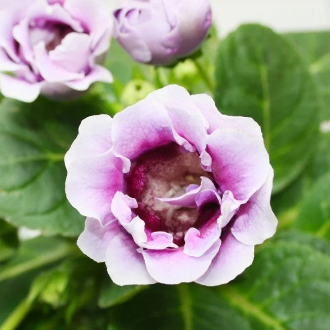 Violet White Gloxinia Flower Seeds for Planting Sun Loving Heirloom & GMO Free Seeds for Home Garden
Sale