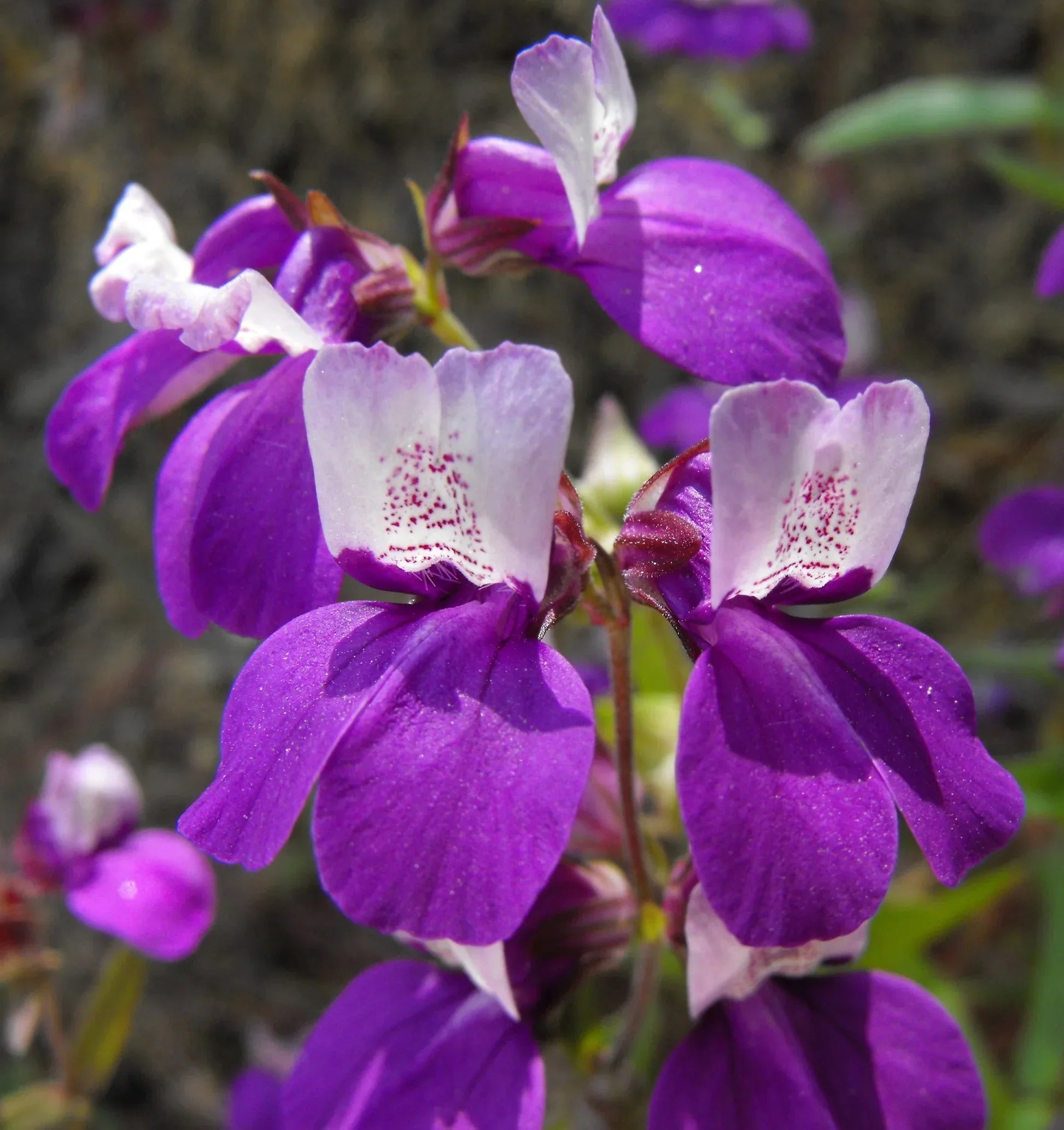 Non-GMO Purple Heterophylla seeds