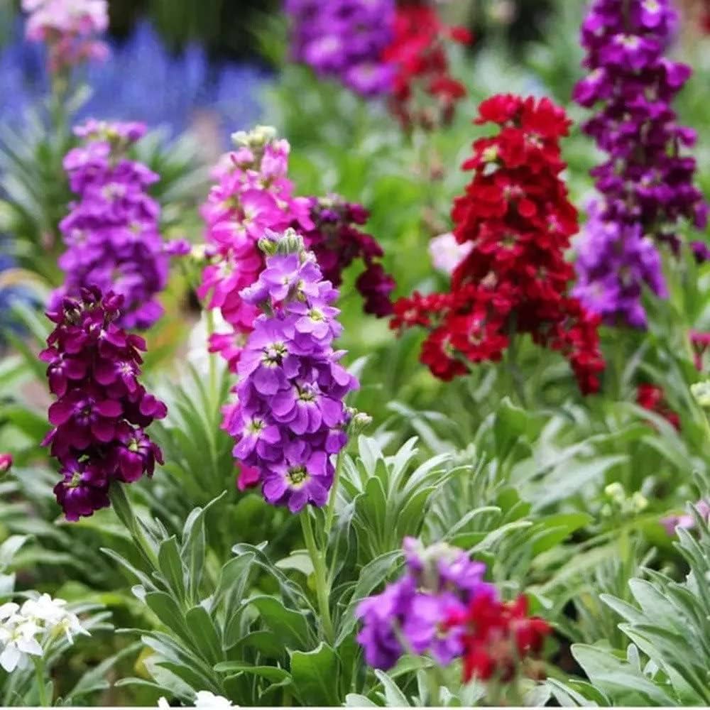 Purple Hoary Stock flower seeds for planting