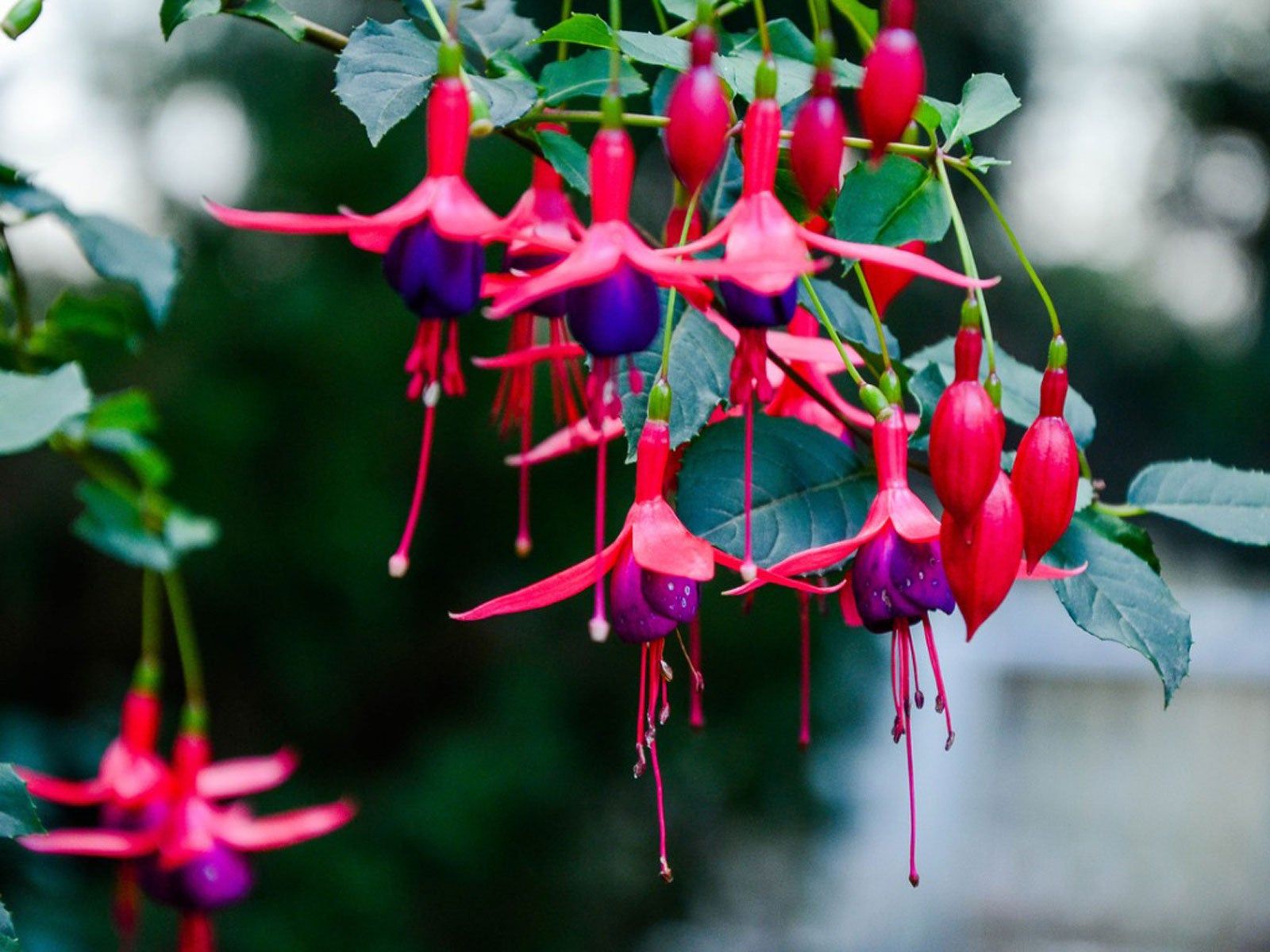 High germination Purple Red Fuchsia seeds