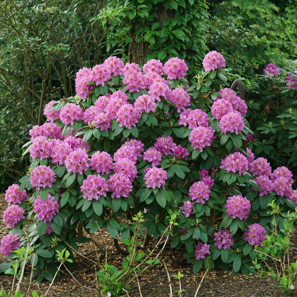Evergreen foliage of purple Rhododendron