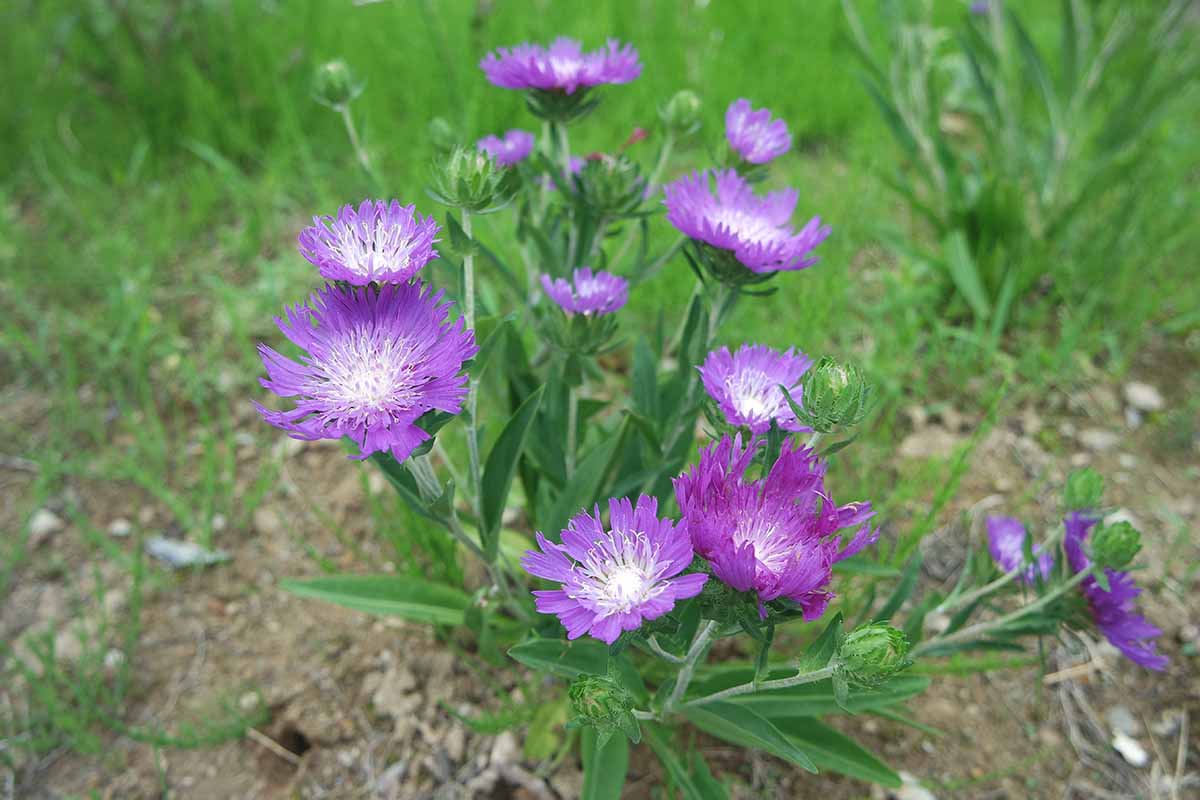 Stoke's Aster Planting Seeds - Perennial Garden Blooms - Evergrowseeds