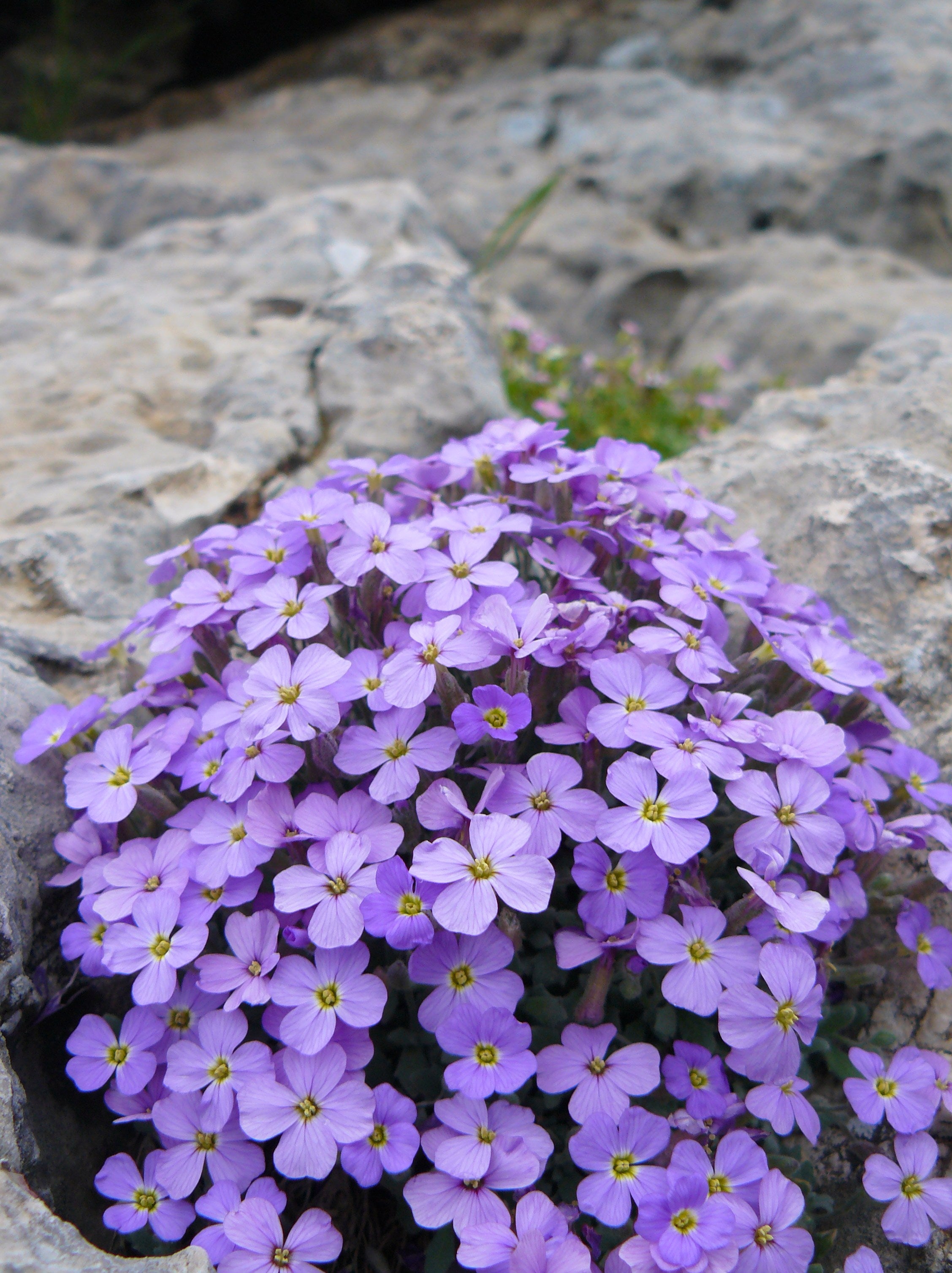 Violet Aubrieta Flower Seeds for Planting Perfect for Borders Heirloom & GMO Free Seeds for Home Garden
Sale