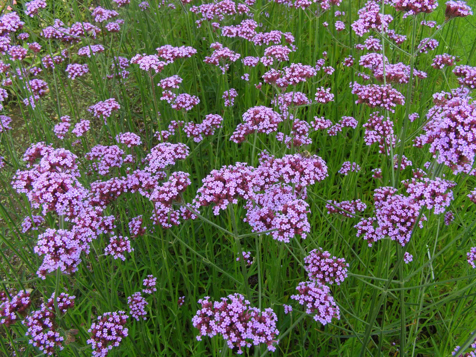 Verbena Flower Seeds for Planting