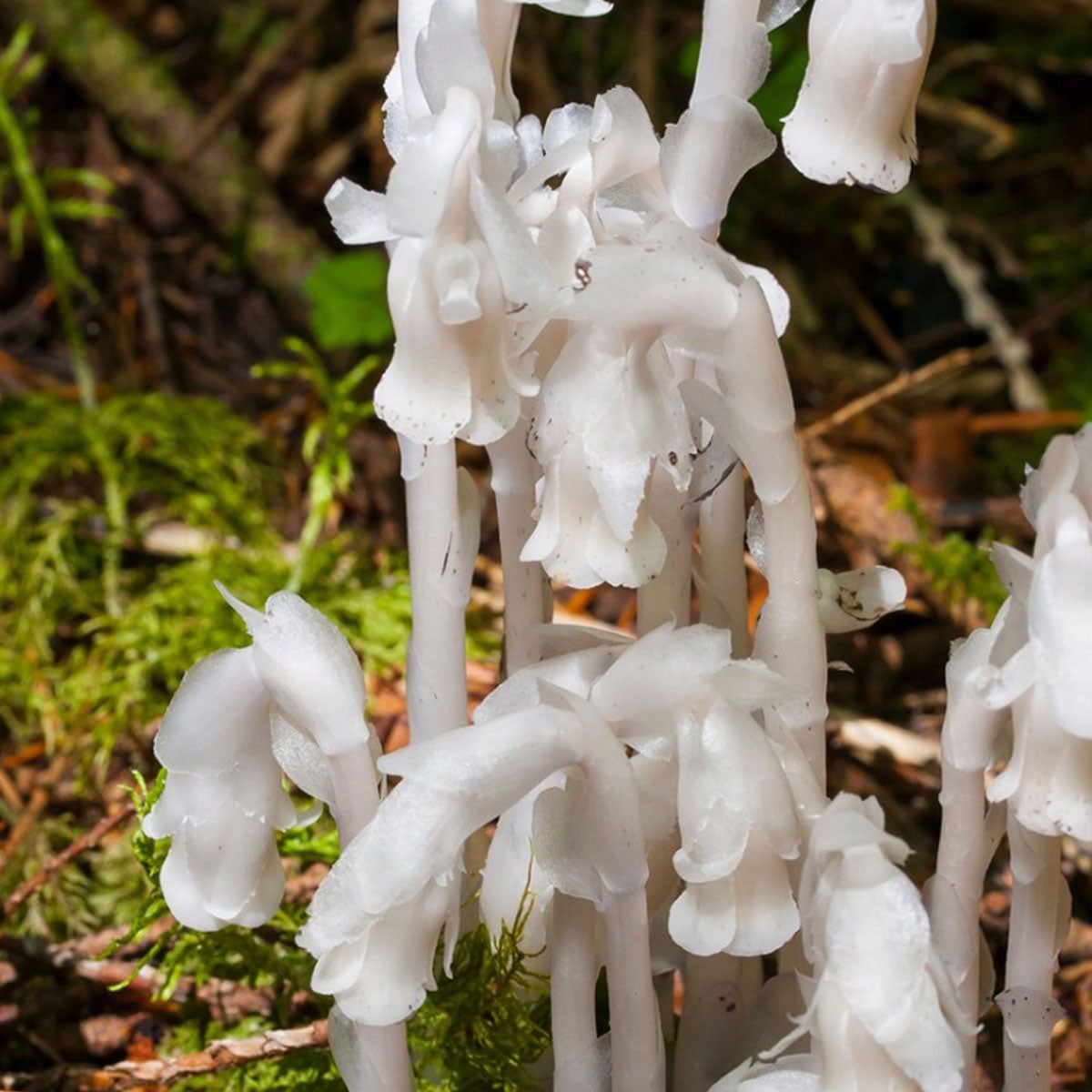 White Monotropa Uniflora Flower seeds for Planting - Compact Growth, Heirloom & GMO Free Seeds for Home Garden