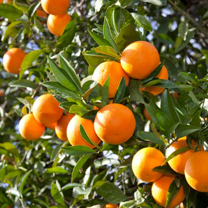 Orange Ovata Bahama Tree Seeds for Planting