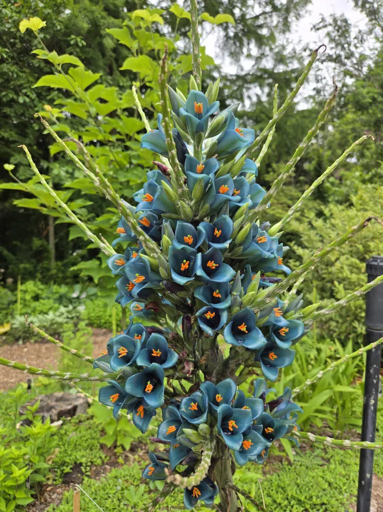 Green Blue Puya Flower seeds for Planting - Bright Blooms, Heirloom & GMO Free Seeds for Home Garden