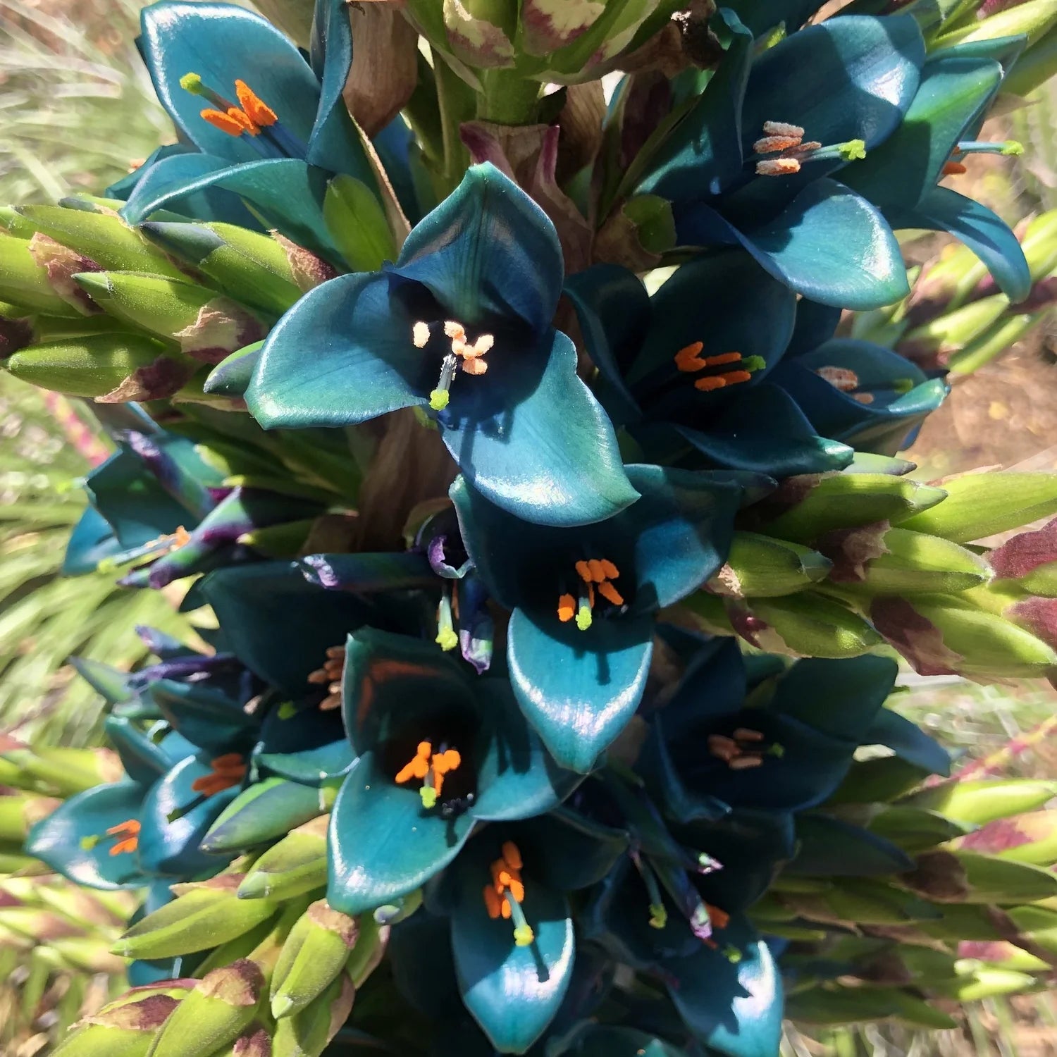 Violet Sapphire Tower Flower seeds for Planting - Drought Tolerant, Heirloom & GMO Free Seeds for Home Garden
