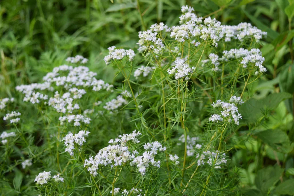 White Mountain Mint Flower seeds for Planting - Drought Tolerant, Heirloom & GMO Free Seeds for Home Garden