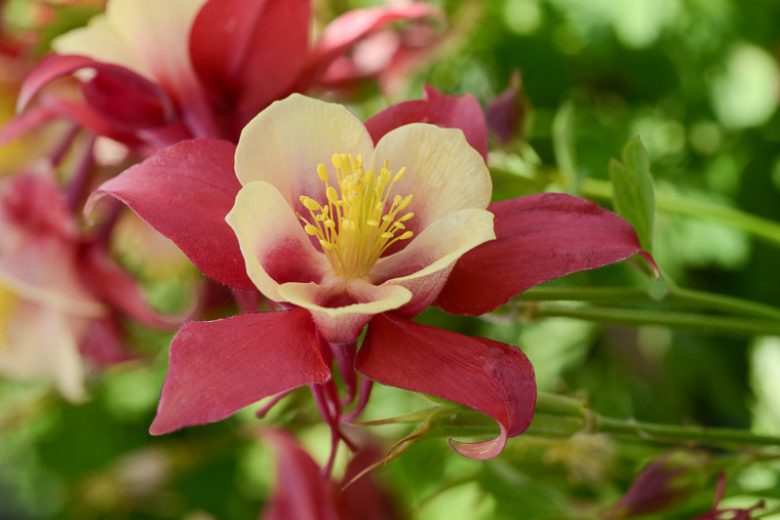 Red Yellow Aquilegia Flower seeds for Planting - Pollinator Friendly, Heirloom & GMO Free Seeds for Home Garden
