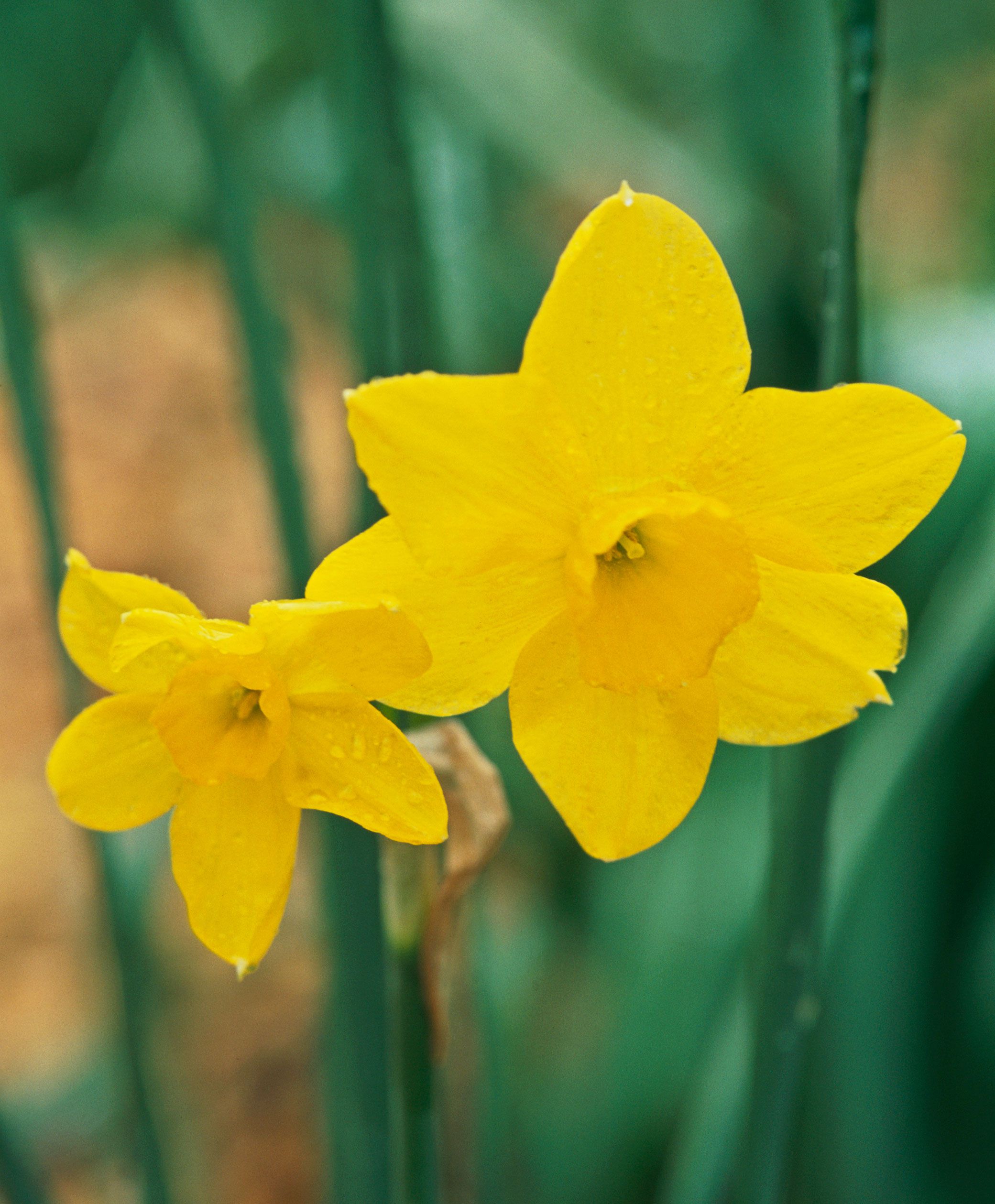Narcissus Asturiensis Flower seeds for Planting - Perfect for Borders, Heirloom & GMO Free Seeds for Home Garden