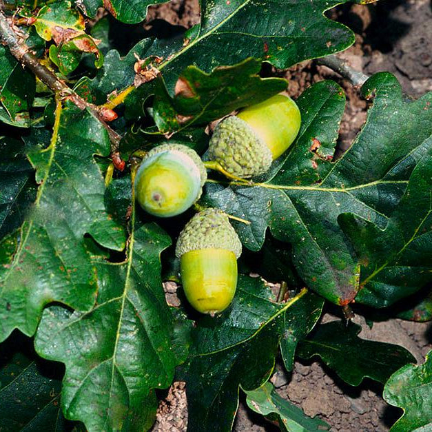 Acorn Seeds for Planting: Grow Strong Oak Trees