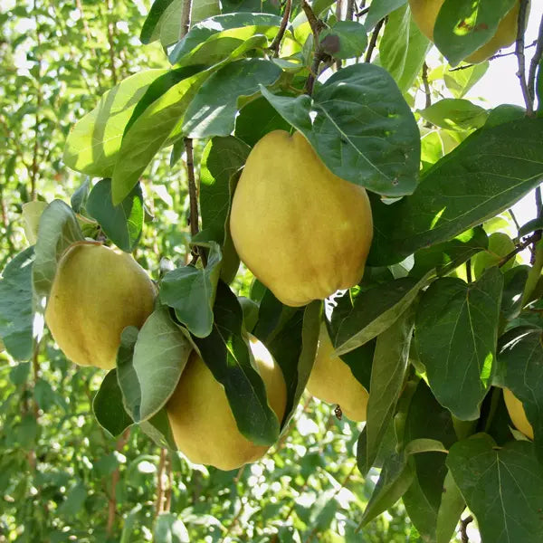 Yellow Cydonia Pome Fruit Seeds Planting Exotic - Evergrowseeds