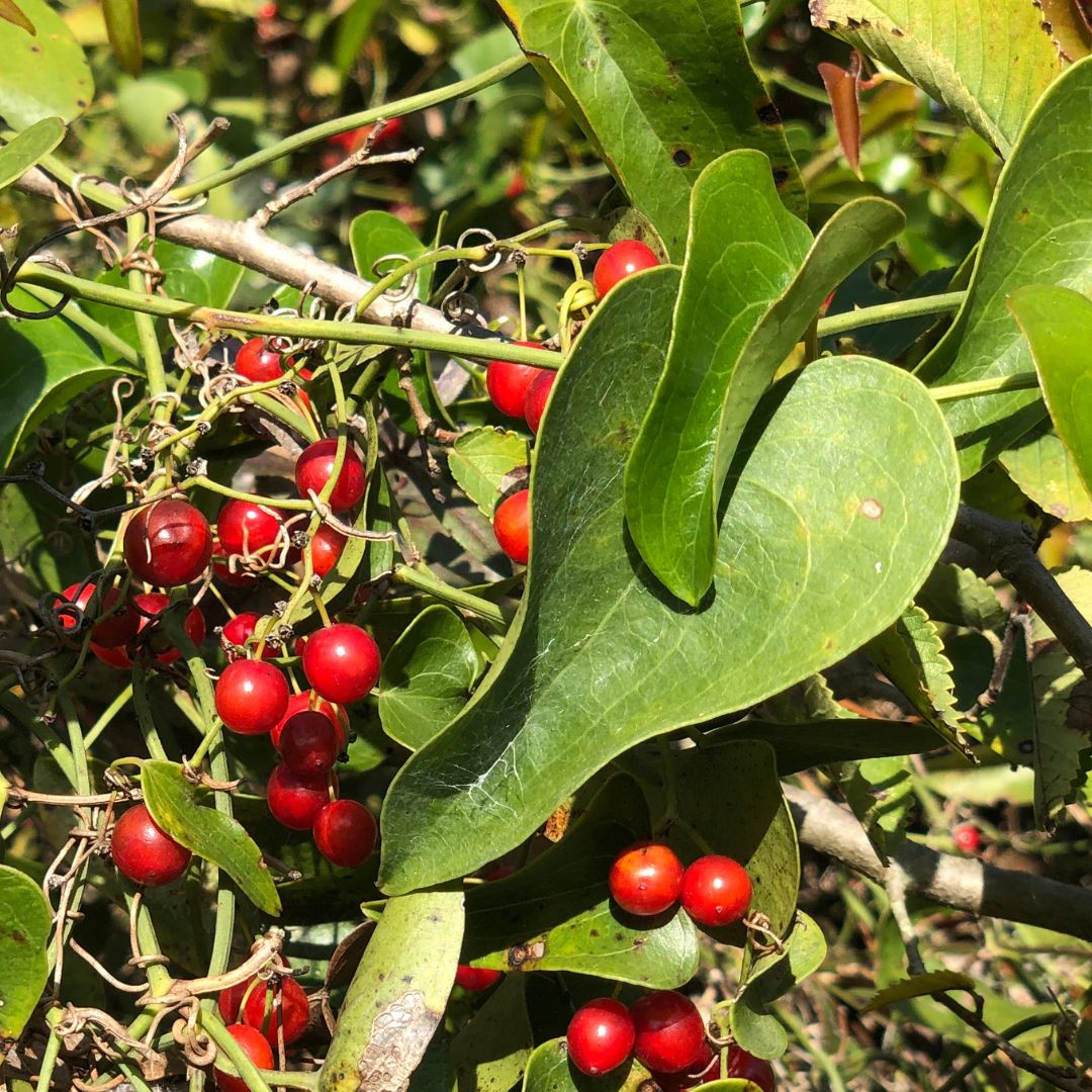 Sarsaparilla Fruit Planting Seeds - Grow Your Own Perennial Climbing Vine