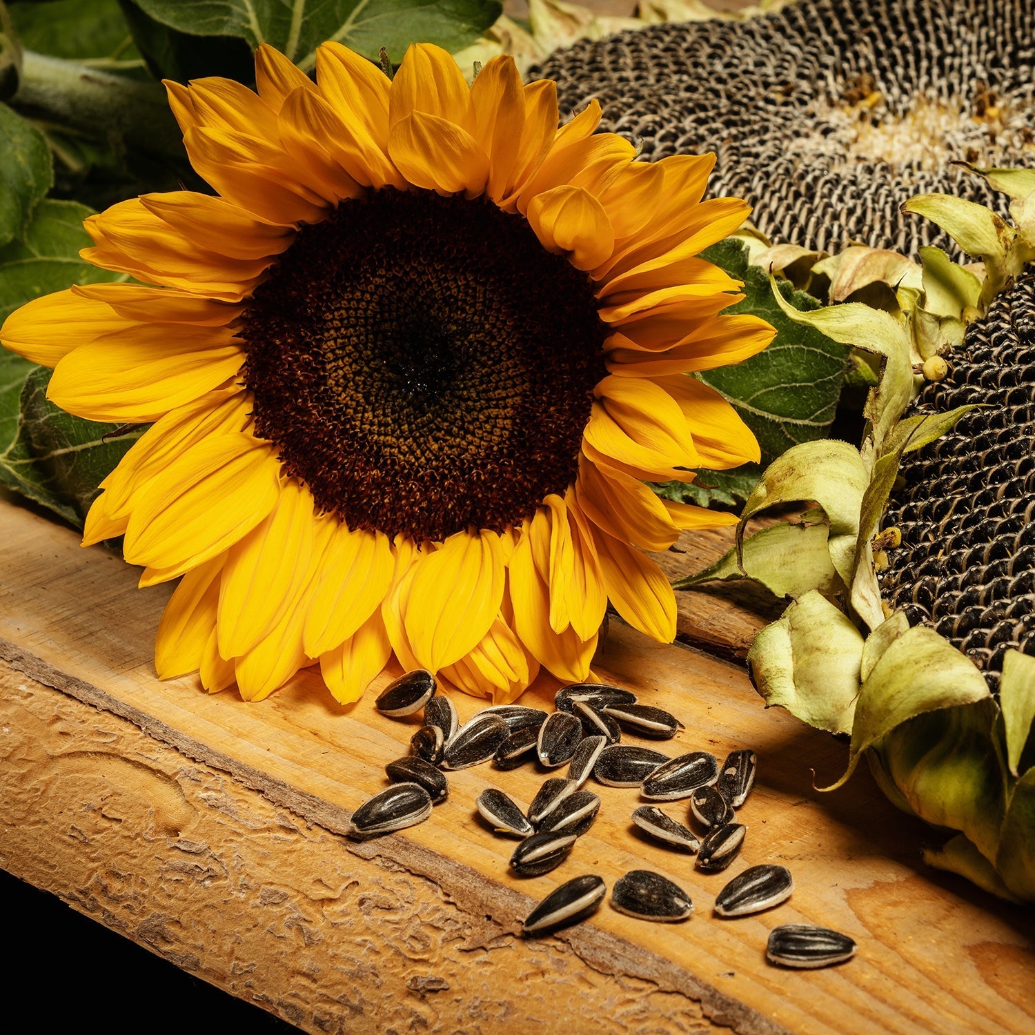 Sunflower Helianthus annuus Seeds for Planting in Flower Bed & Garden