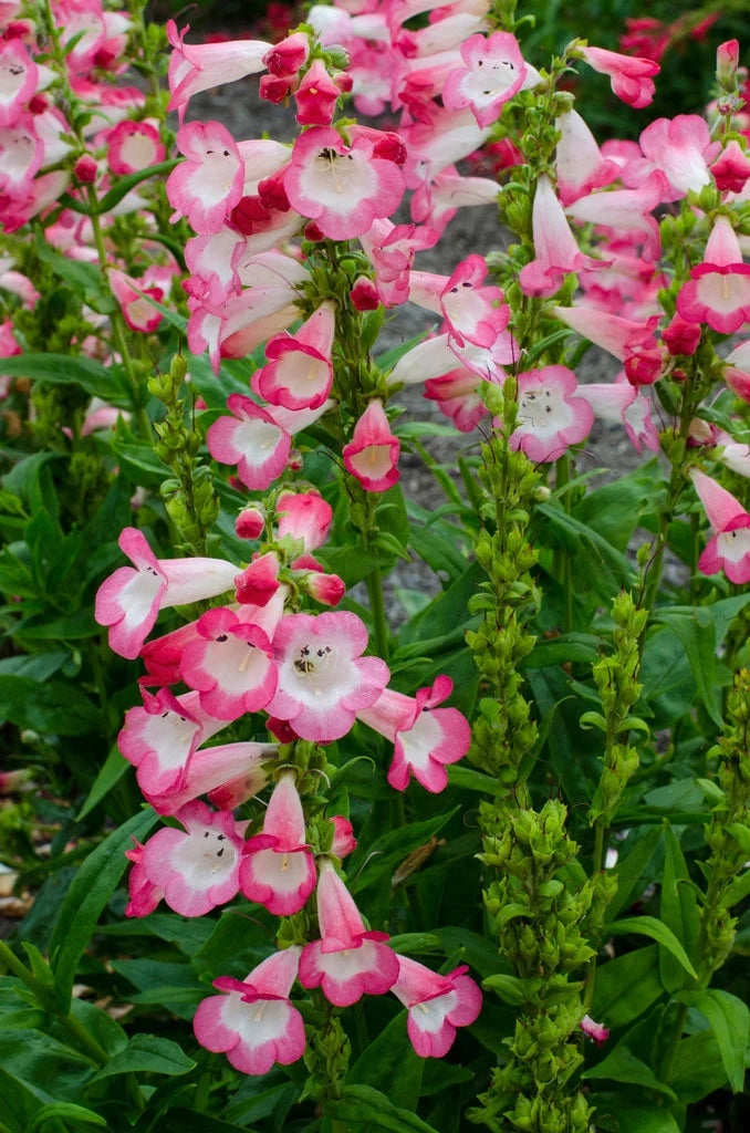 Pink Penstemon Flower seeds for Planting - Low Maintenance, Heirloom & GMO Free Seeds for Home Garden