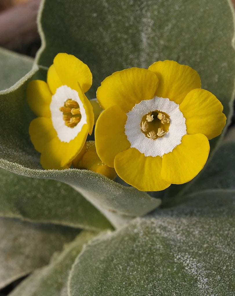 Yellow Primula Auricula Flower seeds for Planting - Pollinator Friendly, Heirloom & GMO Free Seeds for Home Garden