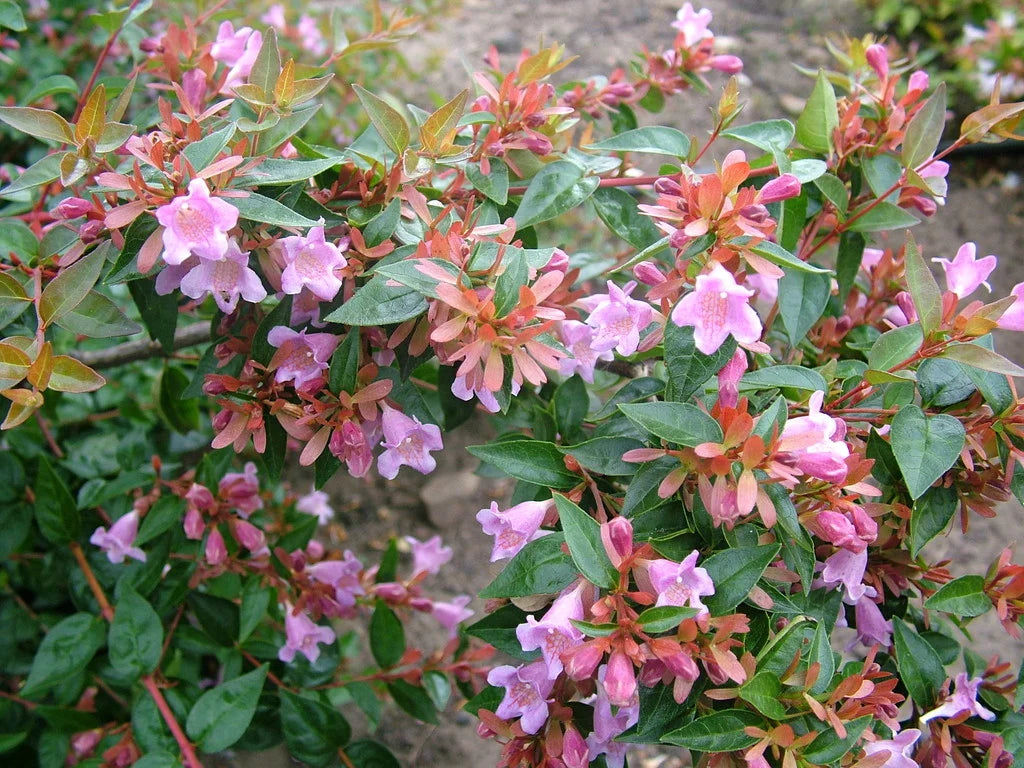 Lavender Abelia Flower Seeds for Planting , Premium Garden Seeds