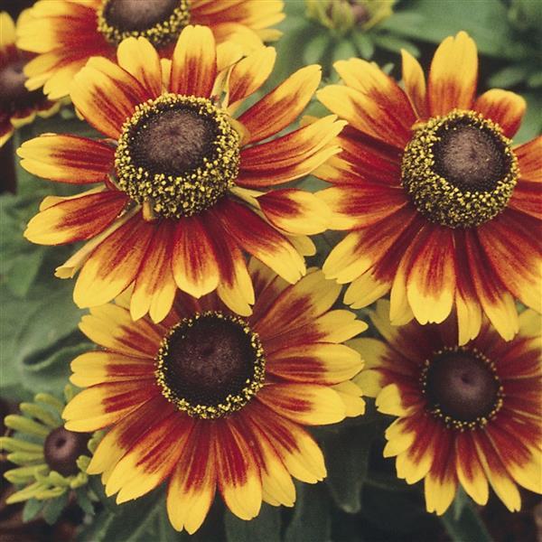 Orange Rudbeckia Flower seeds for Planting - Easy to Grow, Heirloom & GMO Free Seeds for Home Garden