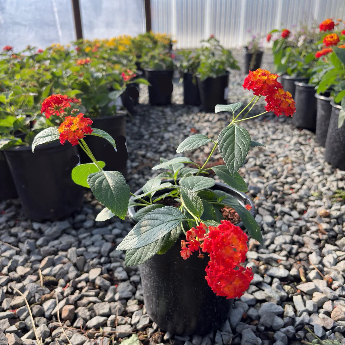 Orange Red Lantana Flower Planting Seeds - Vibrant and Resilient Garden Blooms