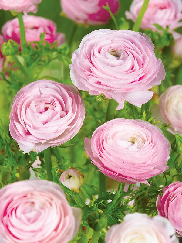 Pink White Ranunculus Flower seeds for Planting - Garden Favorite, Heirloom & GMO Free Seeds for Home Garden