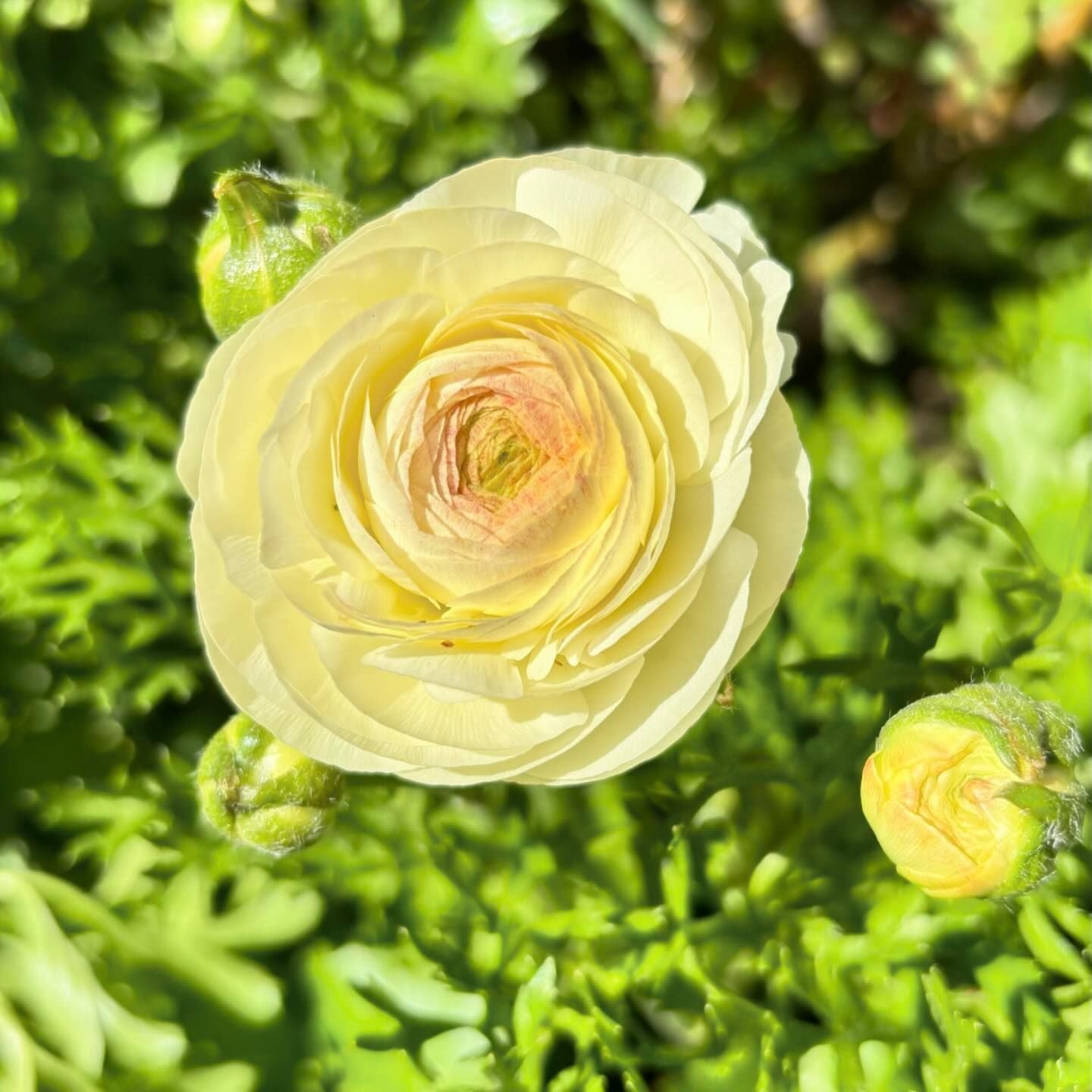 Yellow Ranunculus Flower seeds for Planting Shade Tolerant Heirloom & GMO Free Seeds for Home Garden