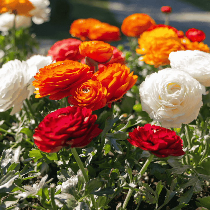 Ranunculus Flower seeds blooming in flower beds, containers, borders, and pollinator-friendly gardens