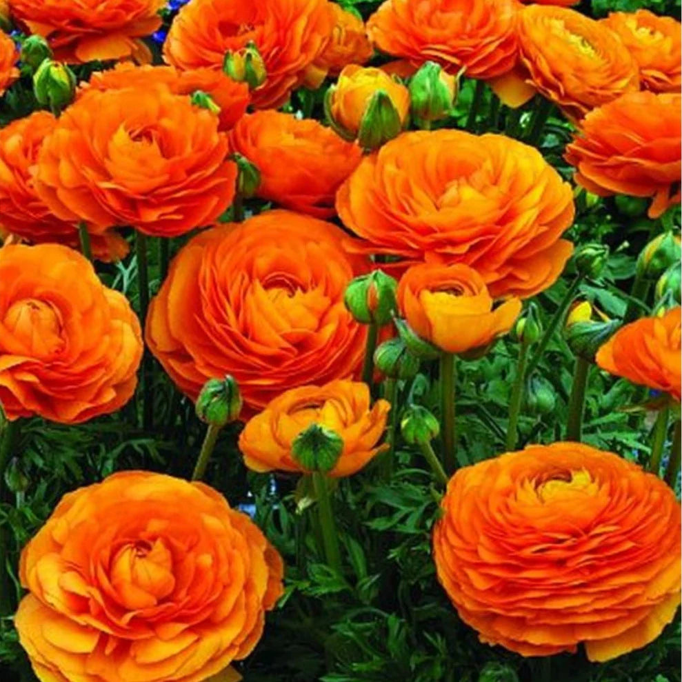 Red-Yellow Ranunculus Flower seeds for Planting - Sun Loving, Heirloom & GMO Free Seeds for Home Garden