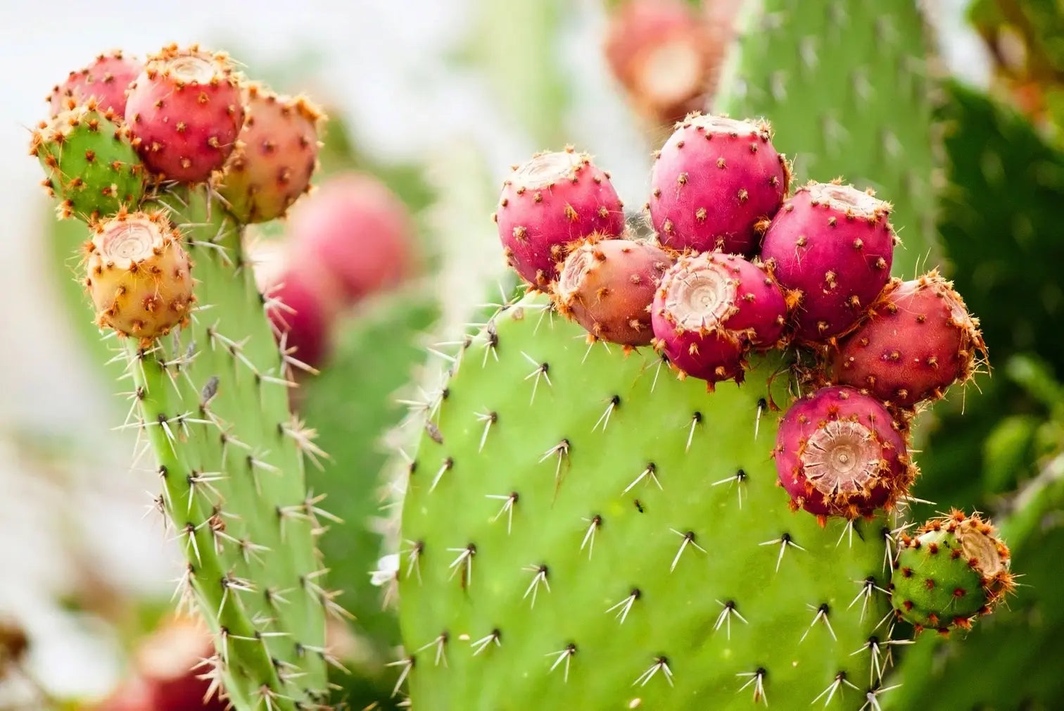 Pink Opuntia Flower seeds for Planting - Colorful Display, Heirloom & GMO Free Seeds for Home Garden