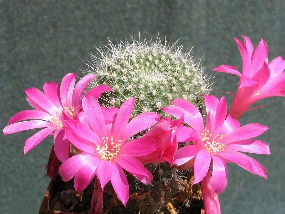 Pink Rebutia Violaciflora Flower seeds for Planting - Cottage Garden Essential, Heirloom & GMO Free Seeds for Home Garde