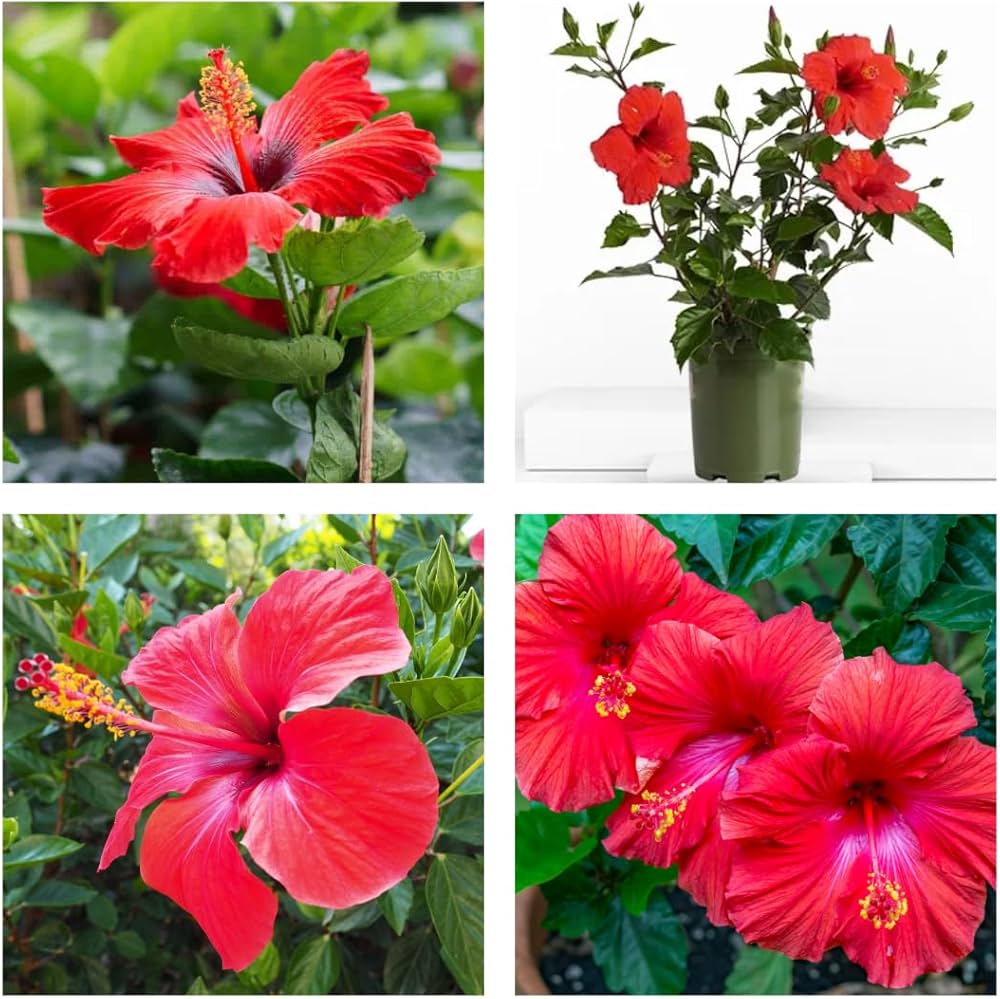 Ornamental Red Hibiscus flowering shrub