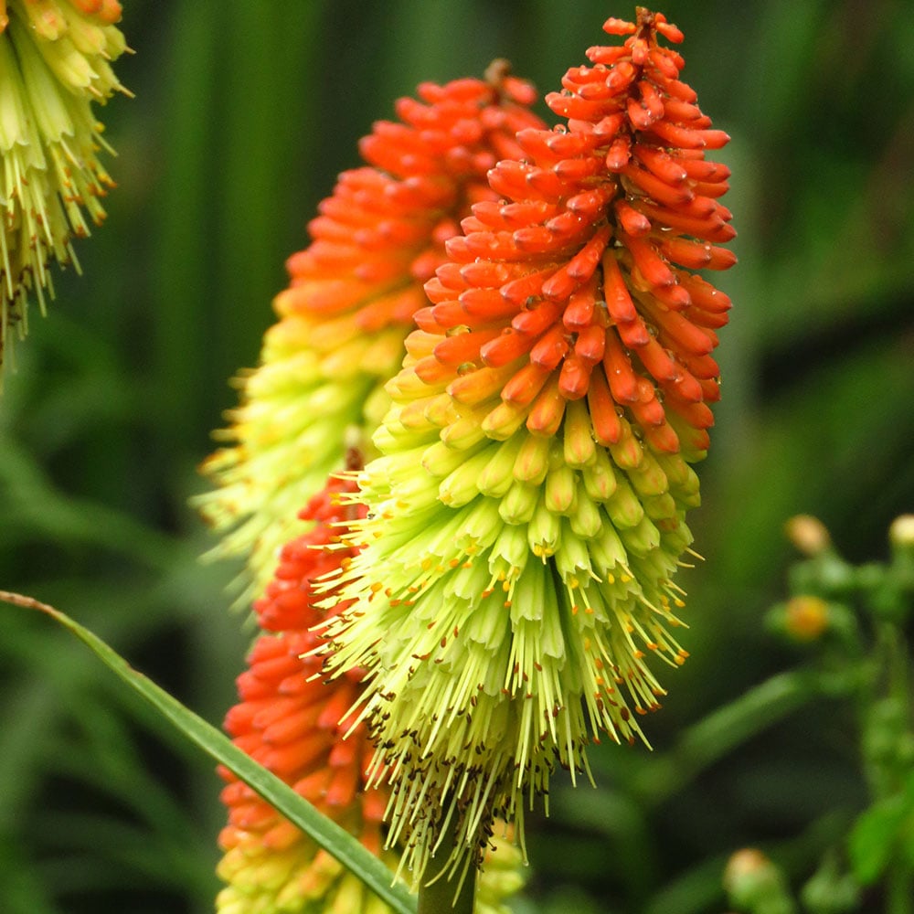 Red Hot Poker flower seeds for vibrant garden planting