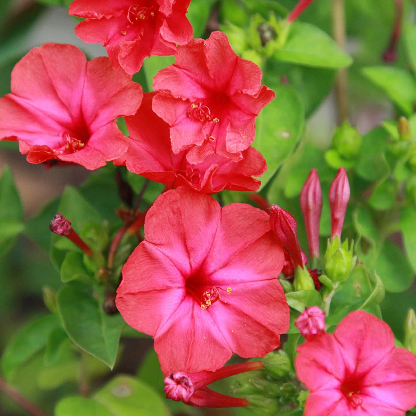 Ornamental Red Mirabilis Scarlet plant for gardens