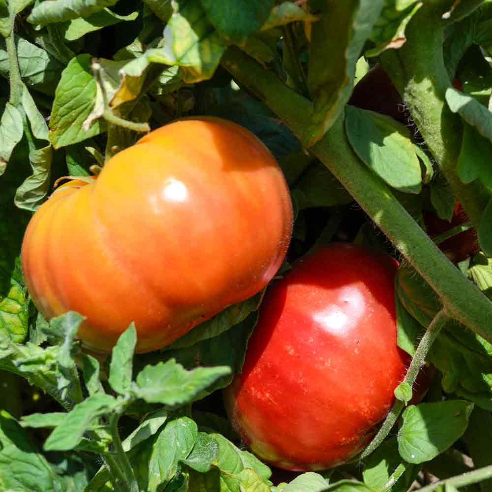 Red Mortgage Vegetable Planting Seeds - Premium Quality for Your Garden