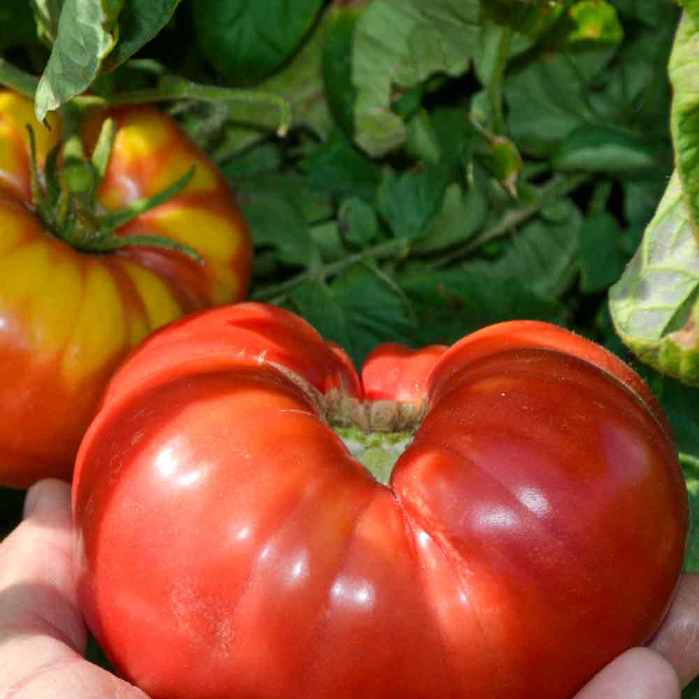 Red Mortgage Vegetable Planting Seeds - Premium Quality for Your Garden