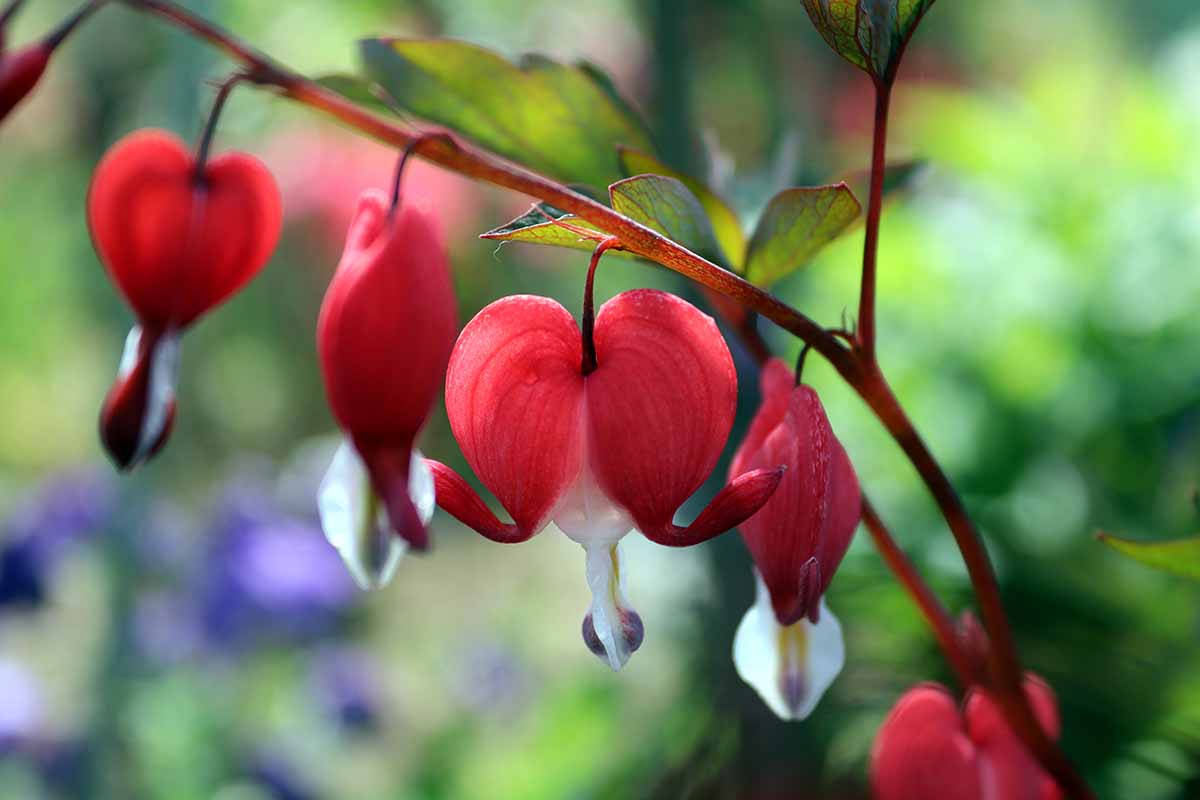 Bleeding Heart Flower Seeds for Planting Heirloom Non-GMO Seeds