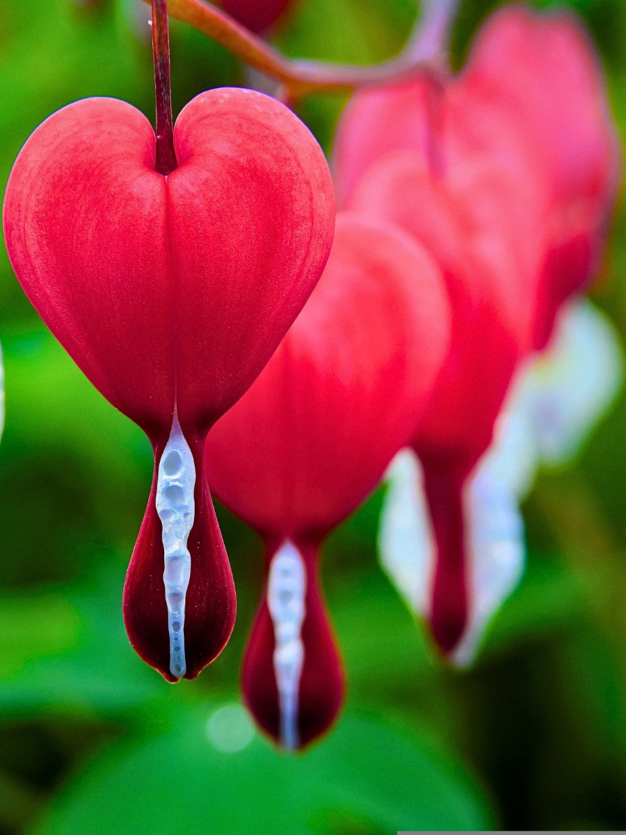 Bleeding Heart Flower Seeds for Planting