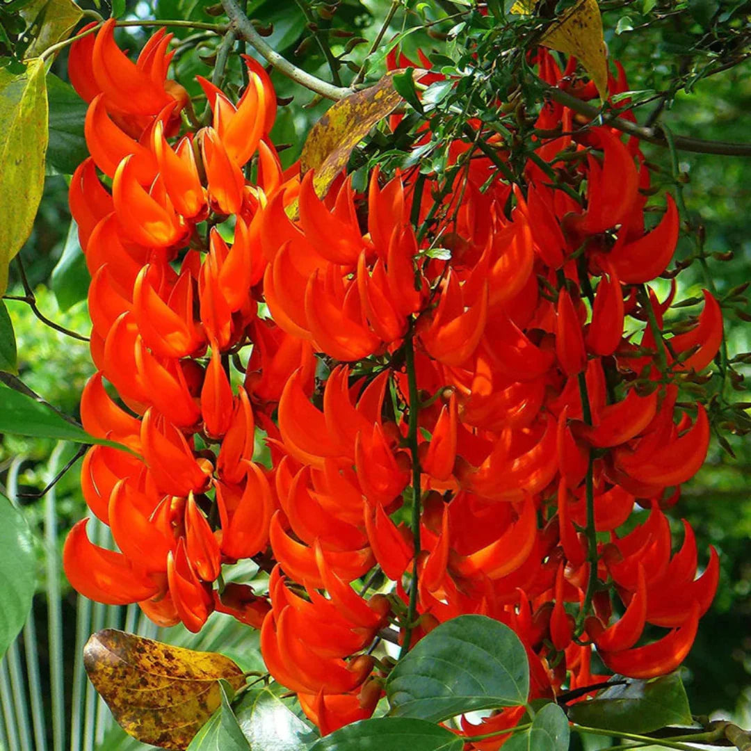 Orange Strongylodon Macrobotrys Seeds Flower seeds blooming in flower beds, containers, borders, and pollinator-friendly gardens